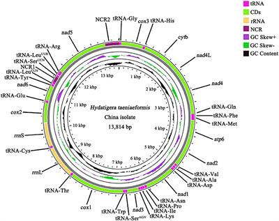 Comparative Mitochondrial Genomic Analysis Robustly Supported That Cat Tapeworm Hydatigera taeniaeformis (Platyhelminthes: Cestoda) Represents a Species Complex